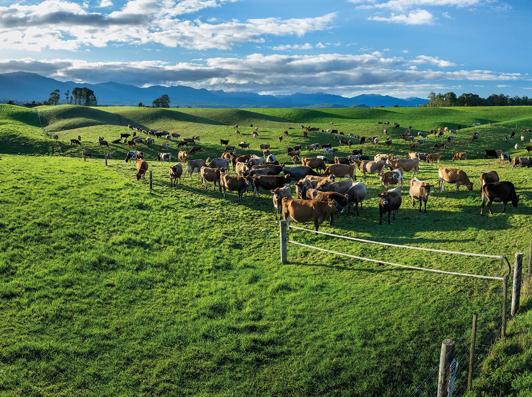 First signs of Fonterra's Oz turnaround - NZ Herald