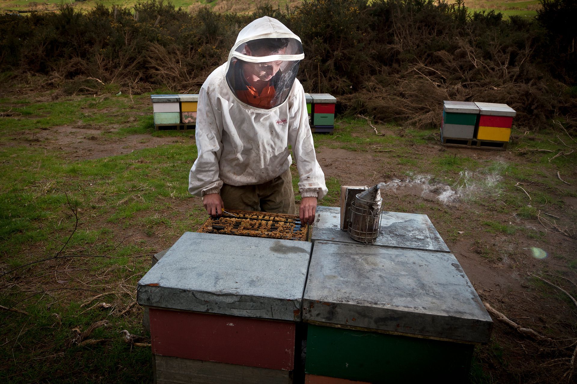 Rewarewa being planted in South Taranaki for honey project