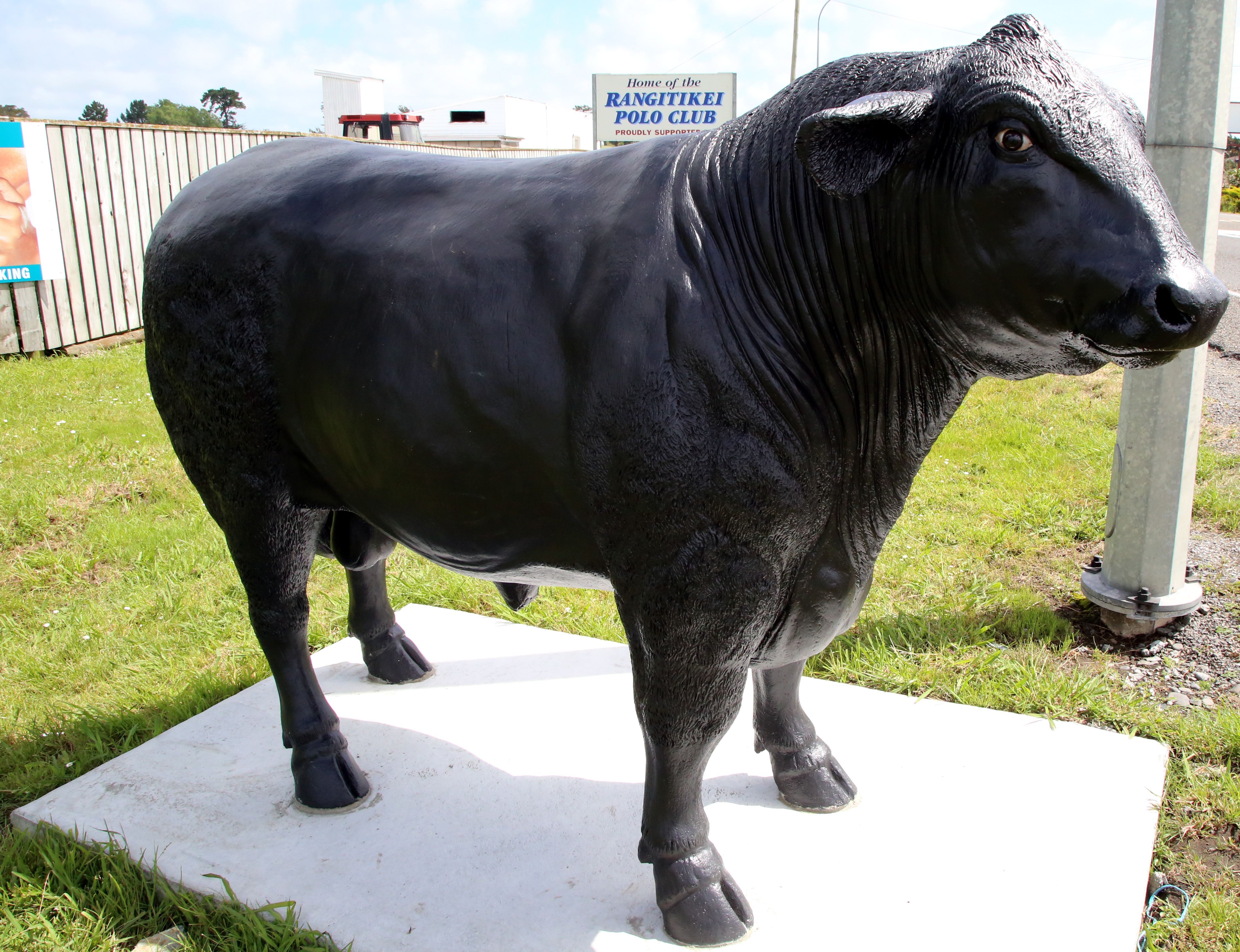 Ohaupo Jersey bull showing its worth - NZ Herald