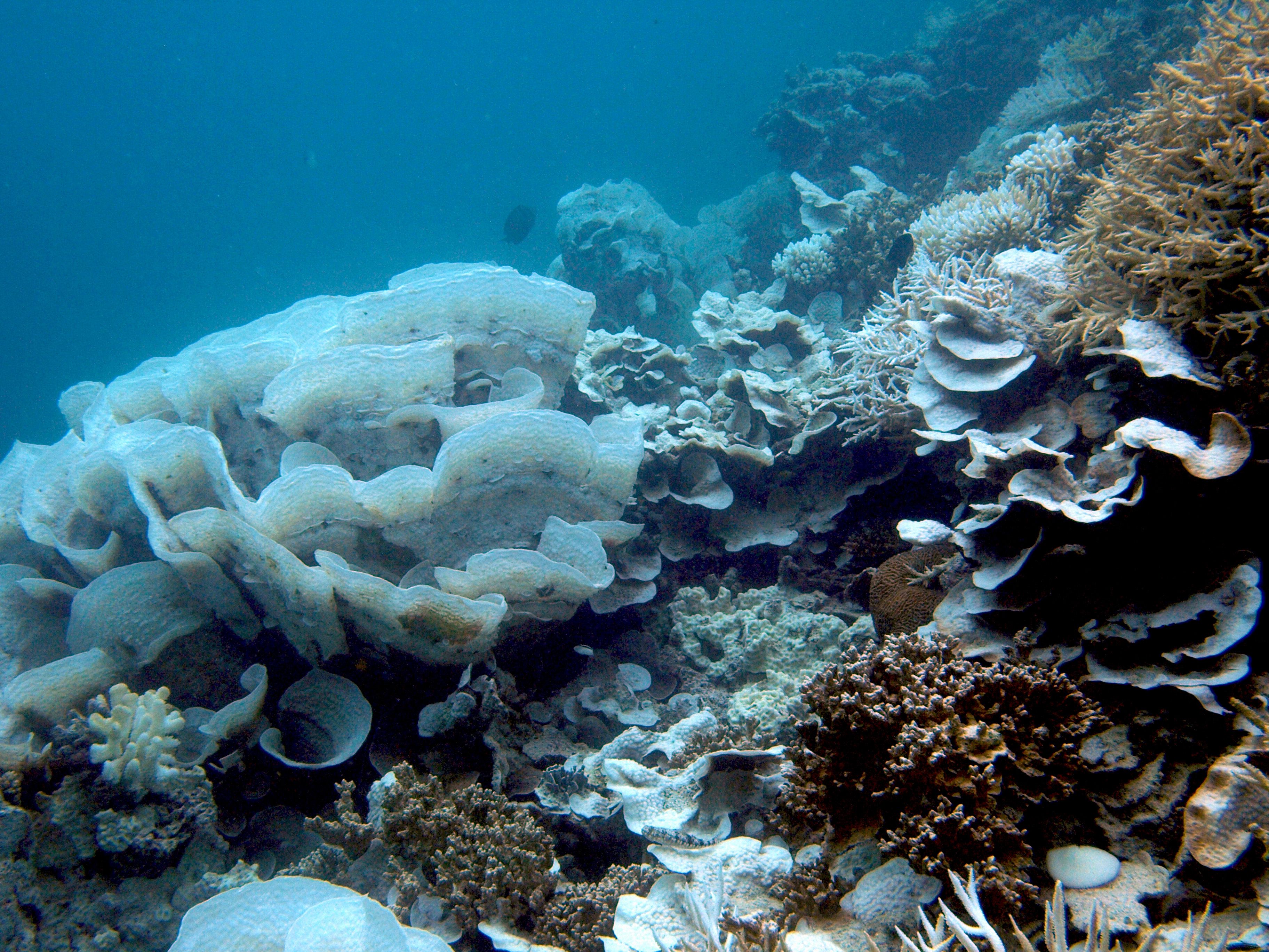 Deeper corals may be safest from climate change NZ Herald