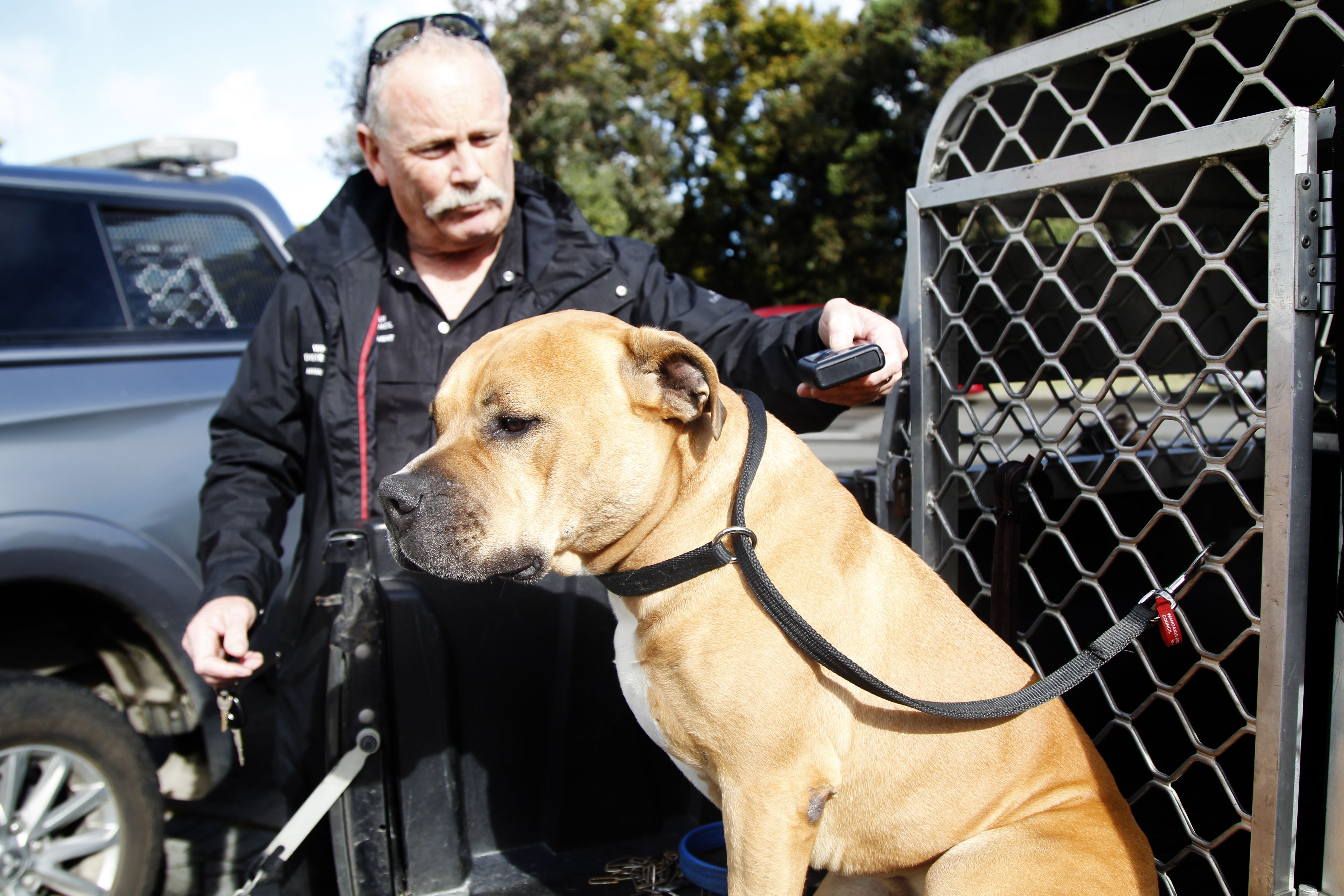 Wanganui best sale dog pound