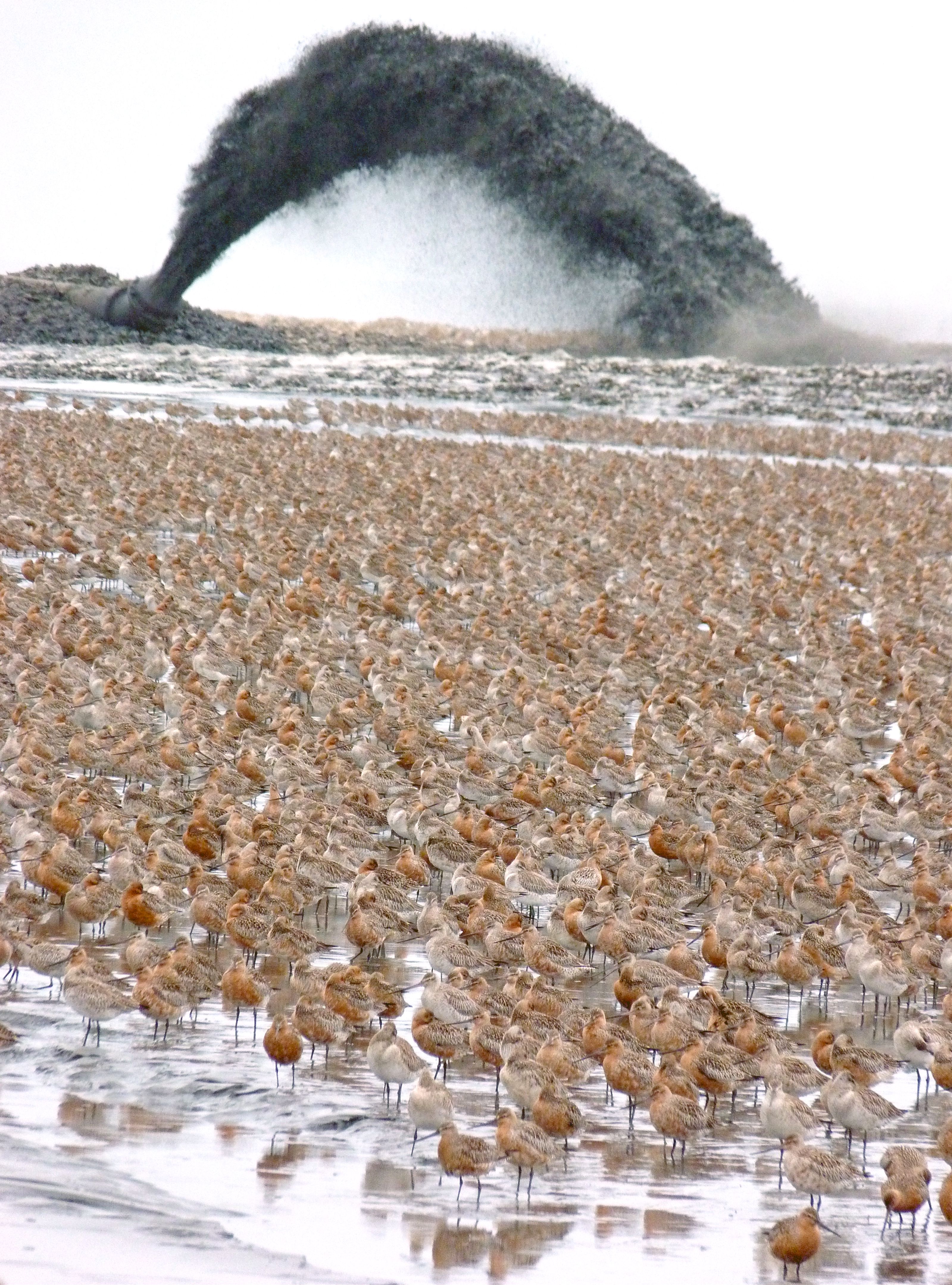 Island Dogs Poop Fishing for Floaters