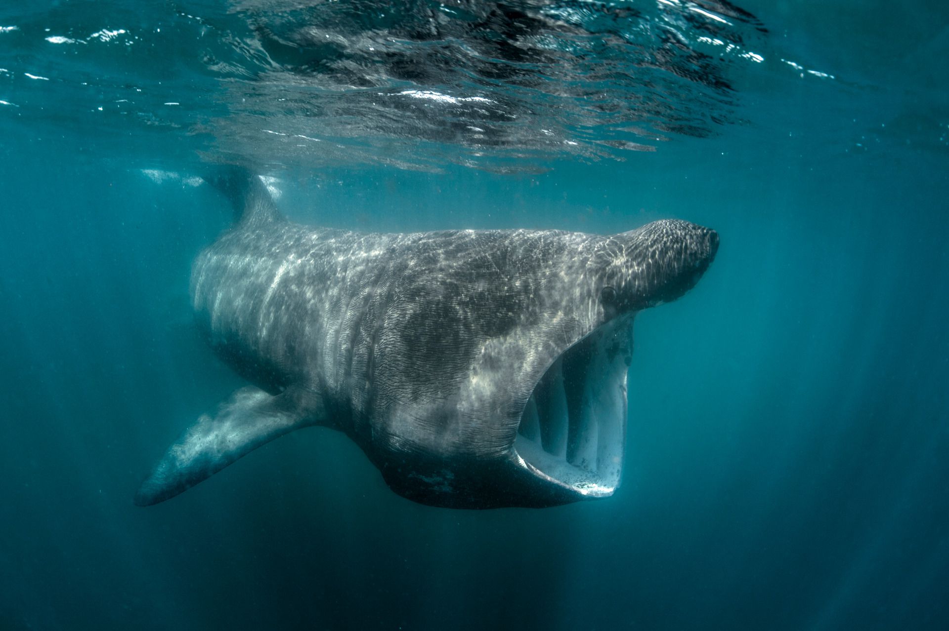 Great white enigma: In search of the Mediterranean's giant sharks