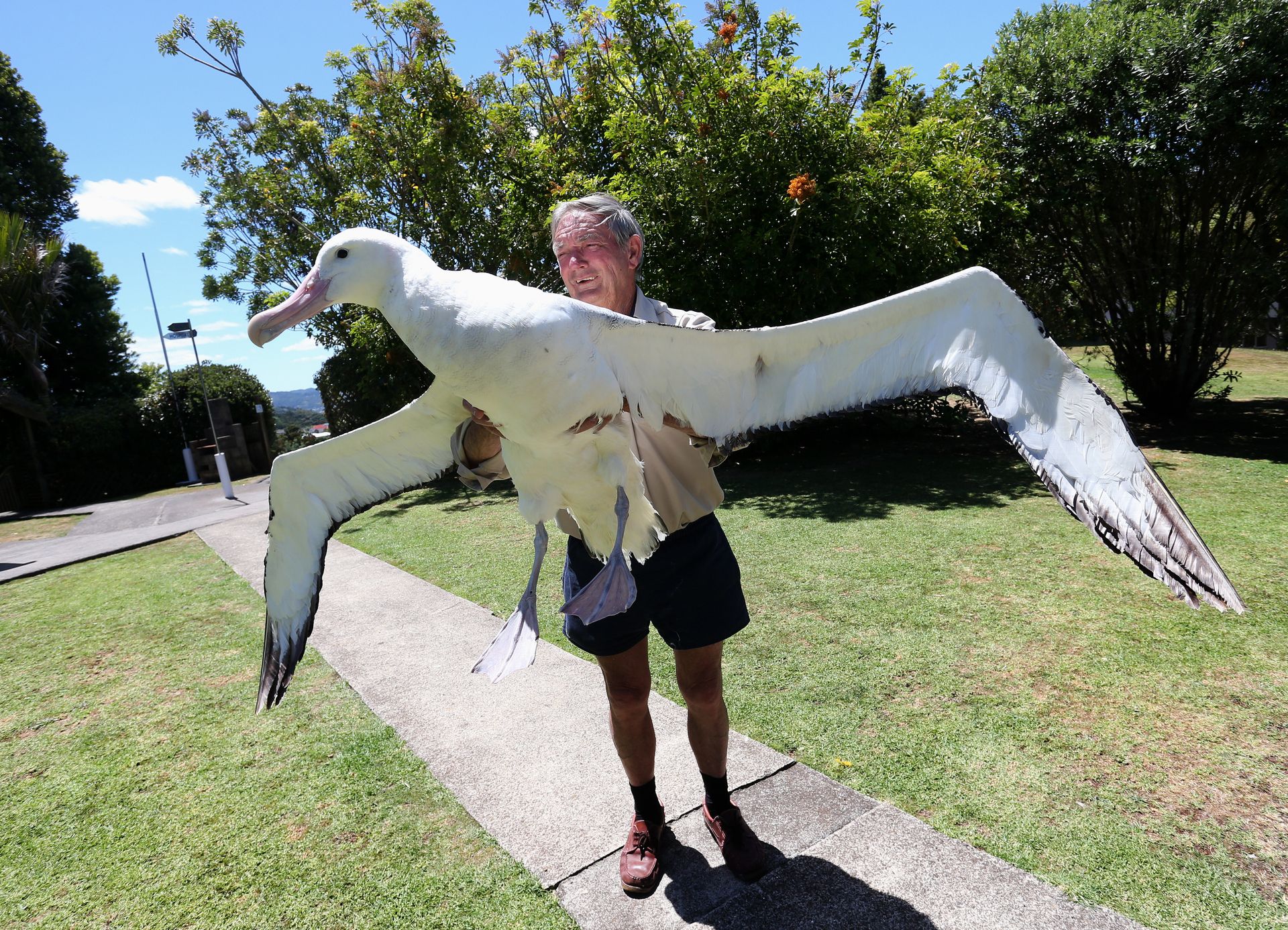 albatross-bird-wingspan