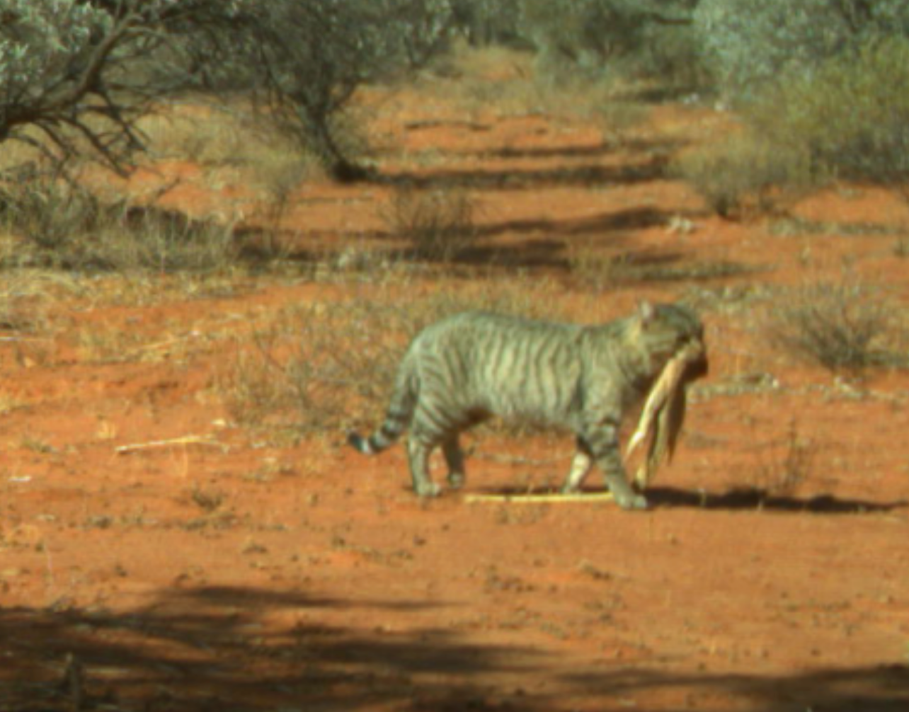 largest feral cat in australia