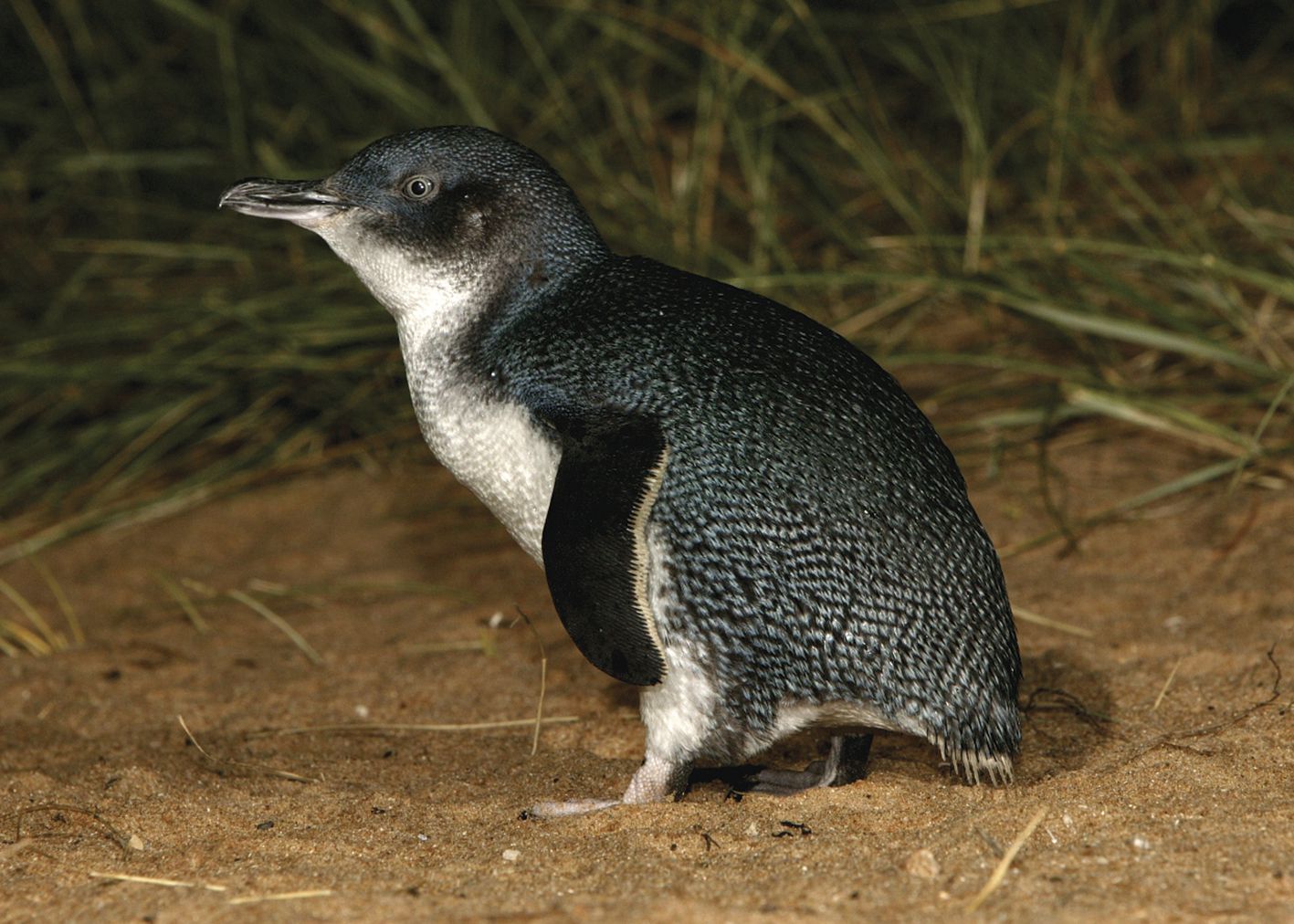 New Extinct Species of 'Ridiculously Cute,' Tiny Penguins