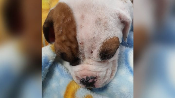 Trademe boxer hot sale puppies