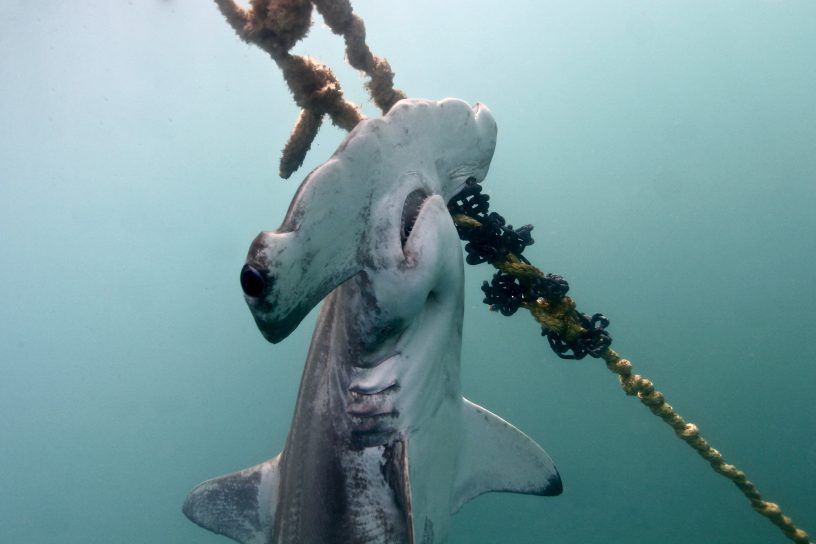 Aussie fishermen remove fishing hooks from shark's mouth - NZ Herald