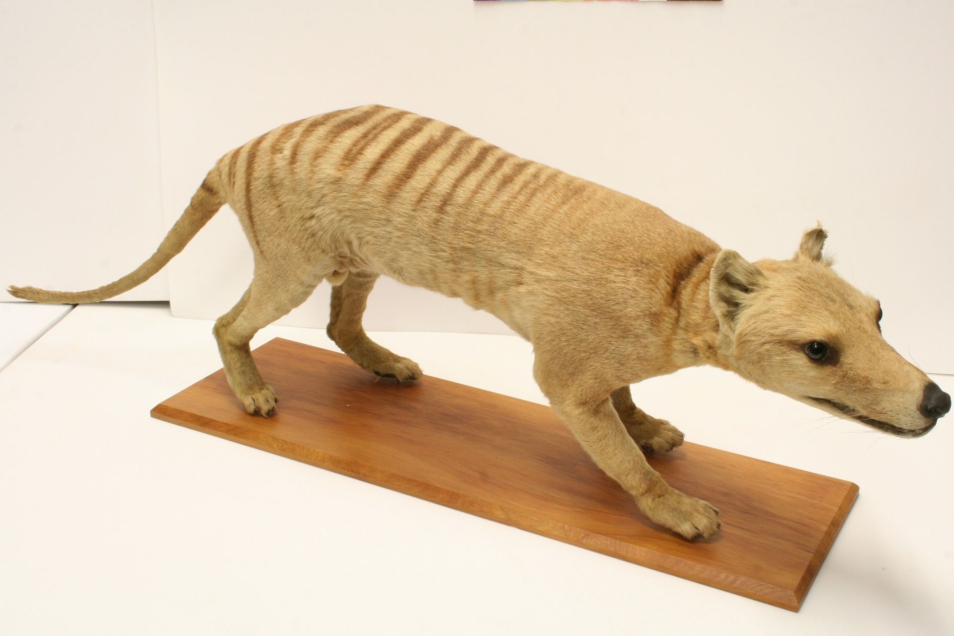 Museum Notebook: Snow leopard features in Teeth, Talons and Taxidermy  exhibition - NZ Herald