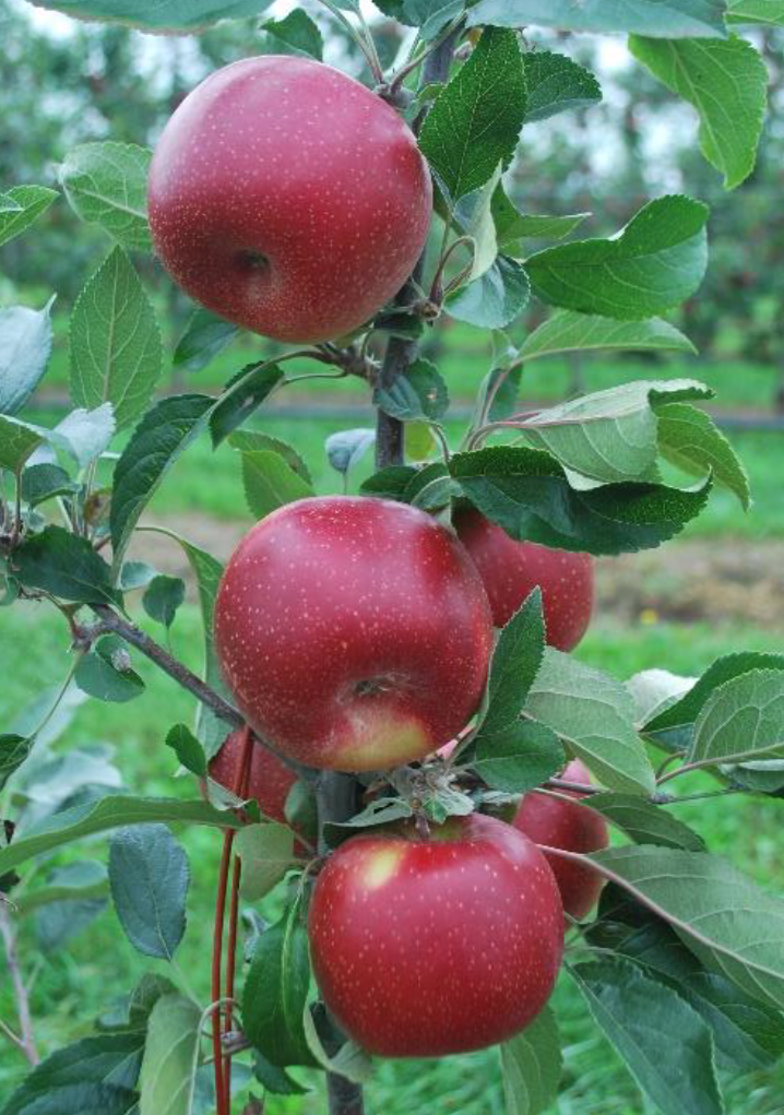 Climate change-resistant' apple that can keep its colour and crunch could  be grown in Australia - ABC News