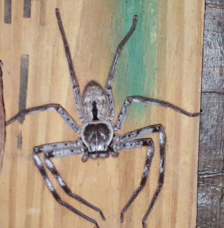 Giant huntsman spider captured on camera in Australia, The Independent