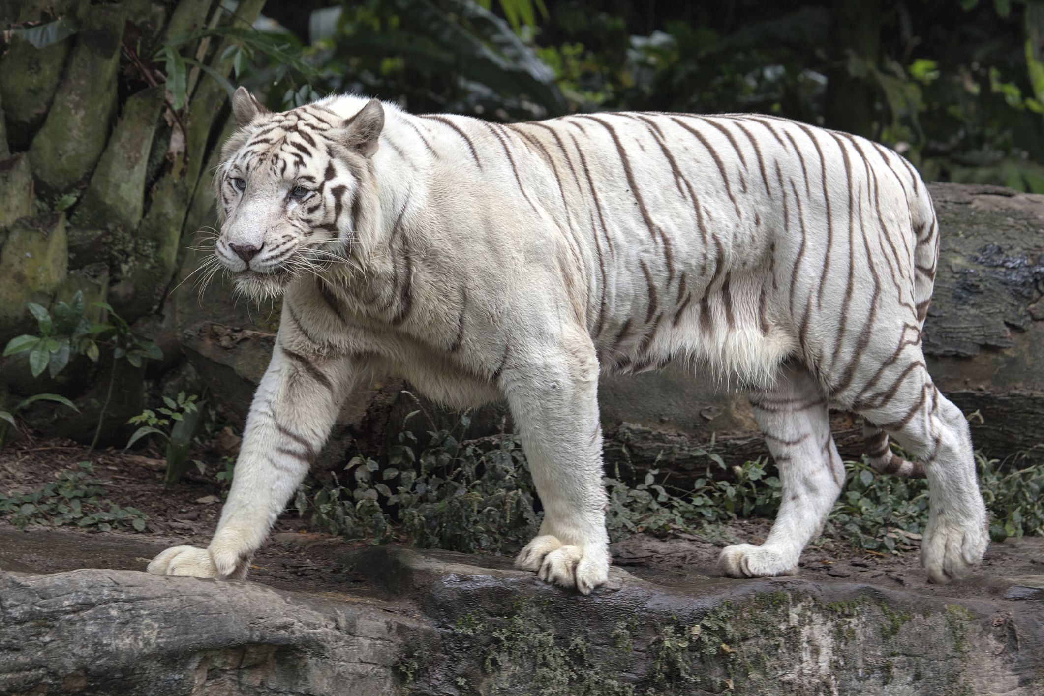 White tiger mauled to death after 'getting into zoo's Bengal tiger