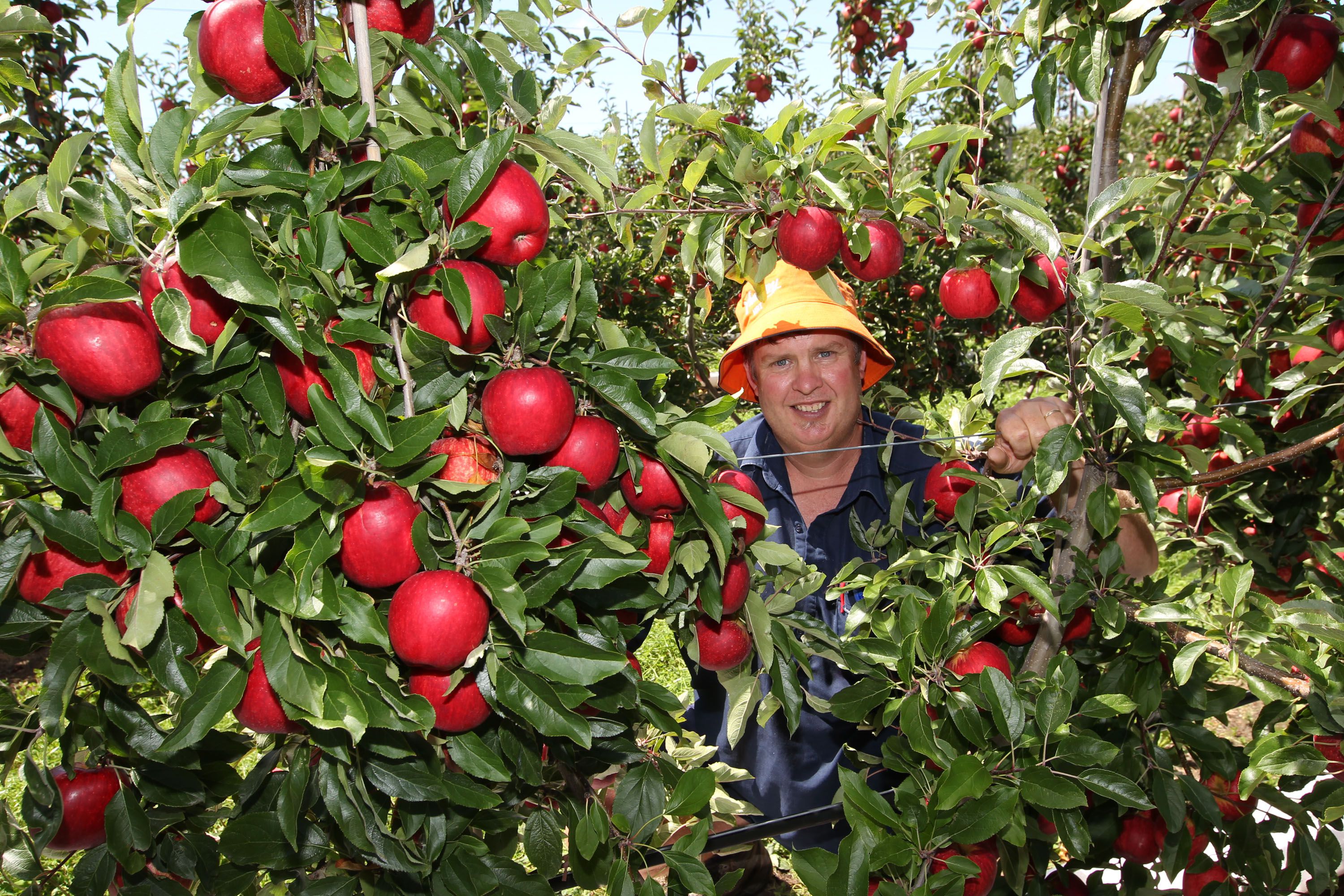 Imperial Gala Apple Tree