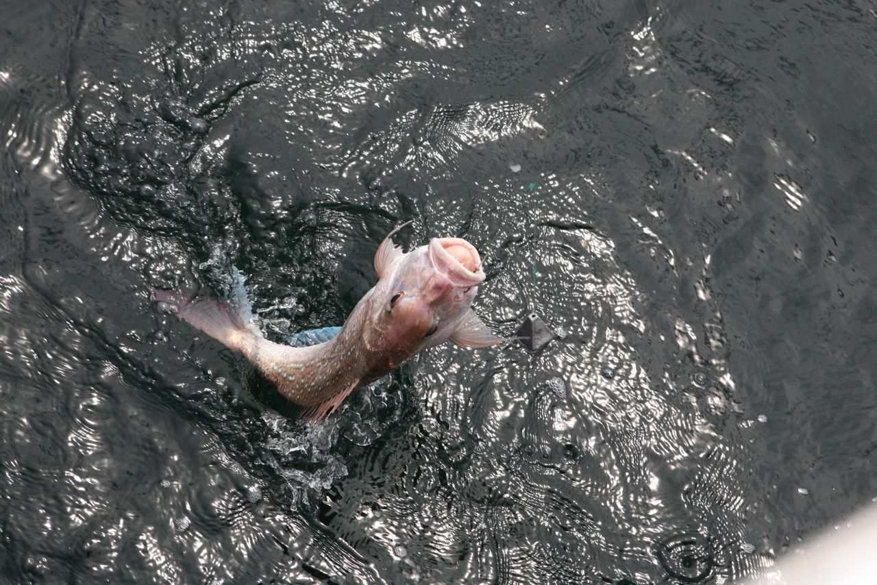 Hook, line and sinker! 6kg monster trout snagged in Lake Rotorua - NZ Herald