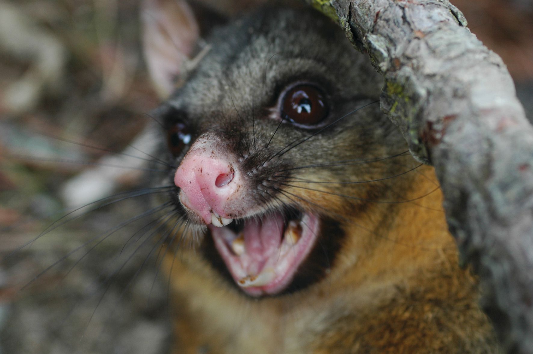 Possum & Rat Traps - Lake Okareka