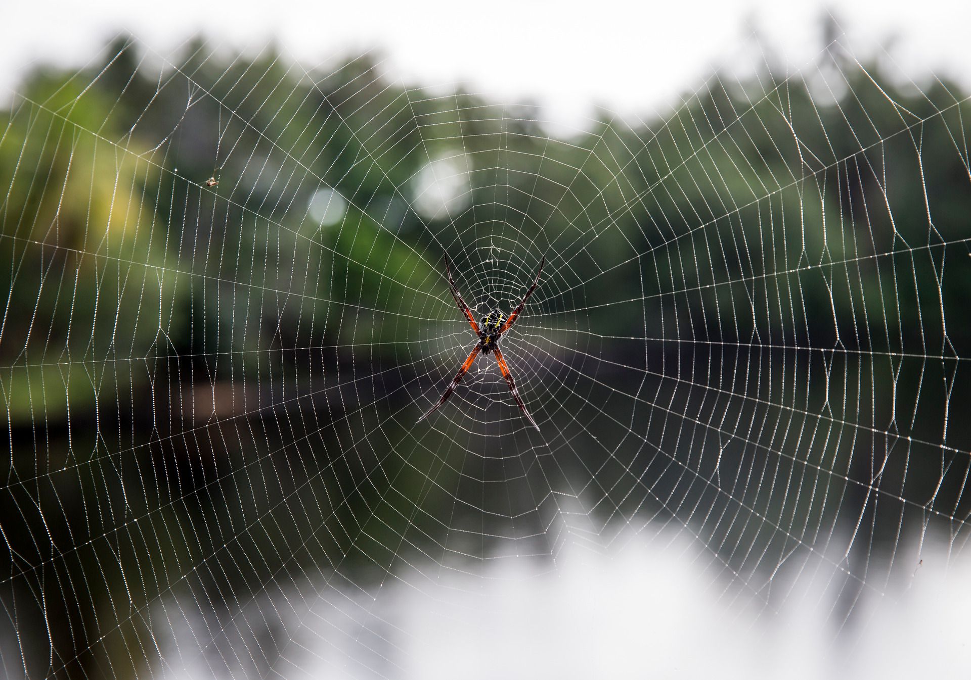 Web wonders: spiders spin for their lives as floodwaters rise