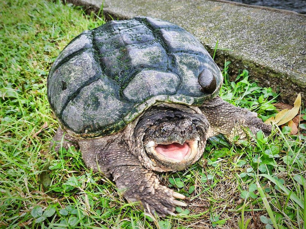 did a teacher feed a puppy to a snapping turtle