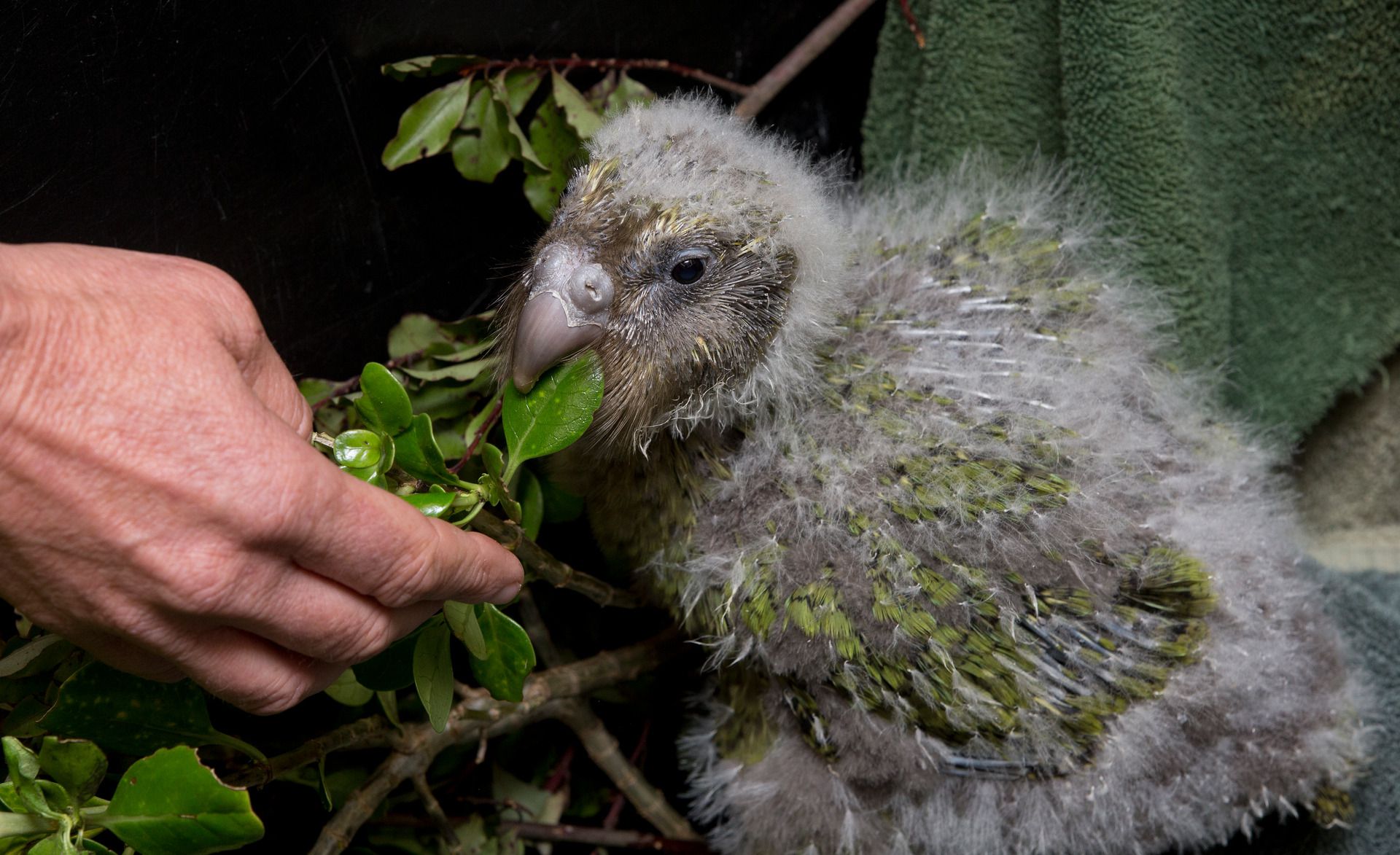 baby kakapo parrot