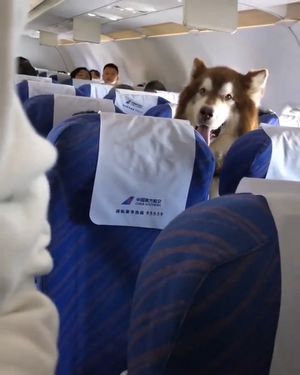 can big dogs travel on planes