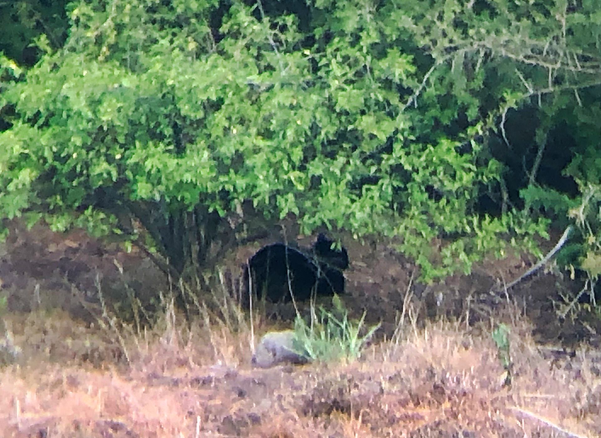 Black panther in South Jersey? Rumored big cat was just dog