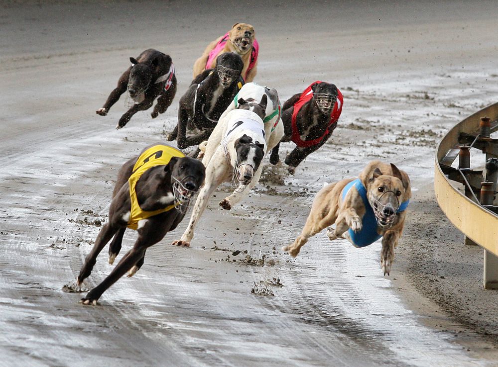 Golden Chase 2020 Leaderboard - NZ Greyhound Racing