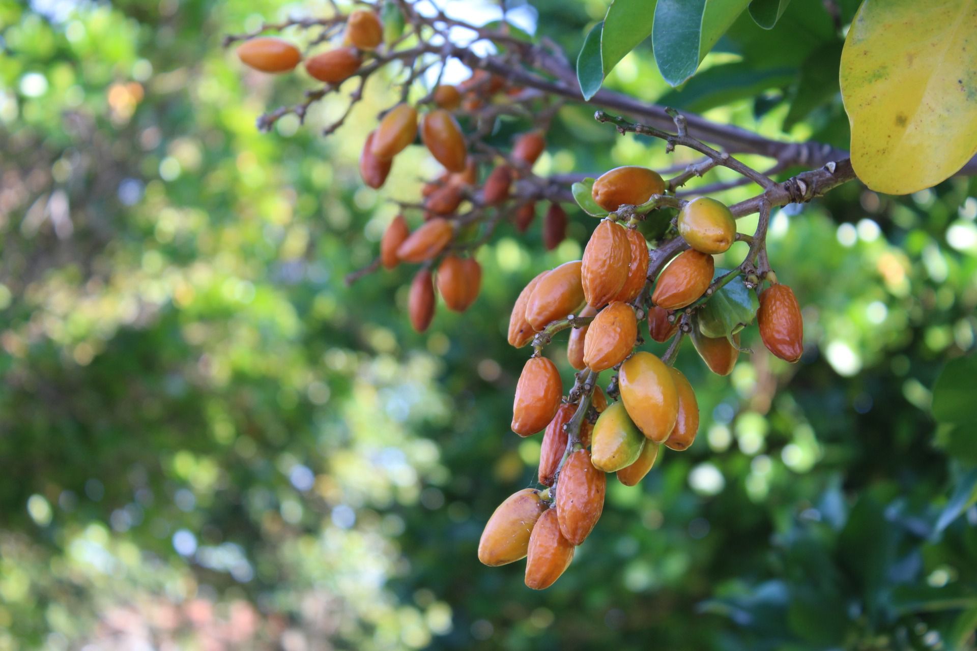 are orange berries poisonous to dogs