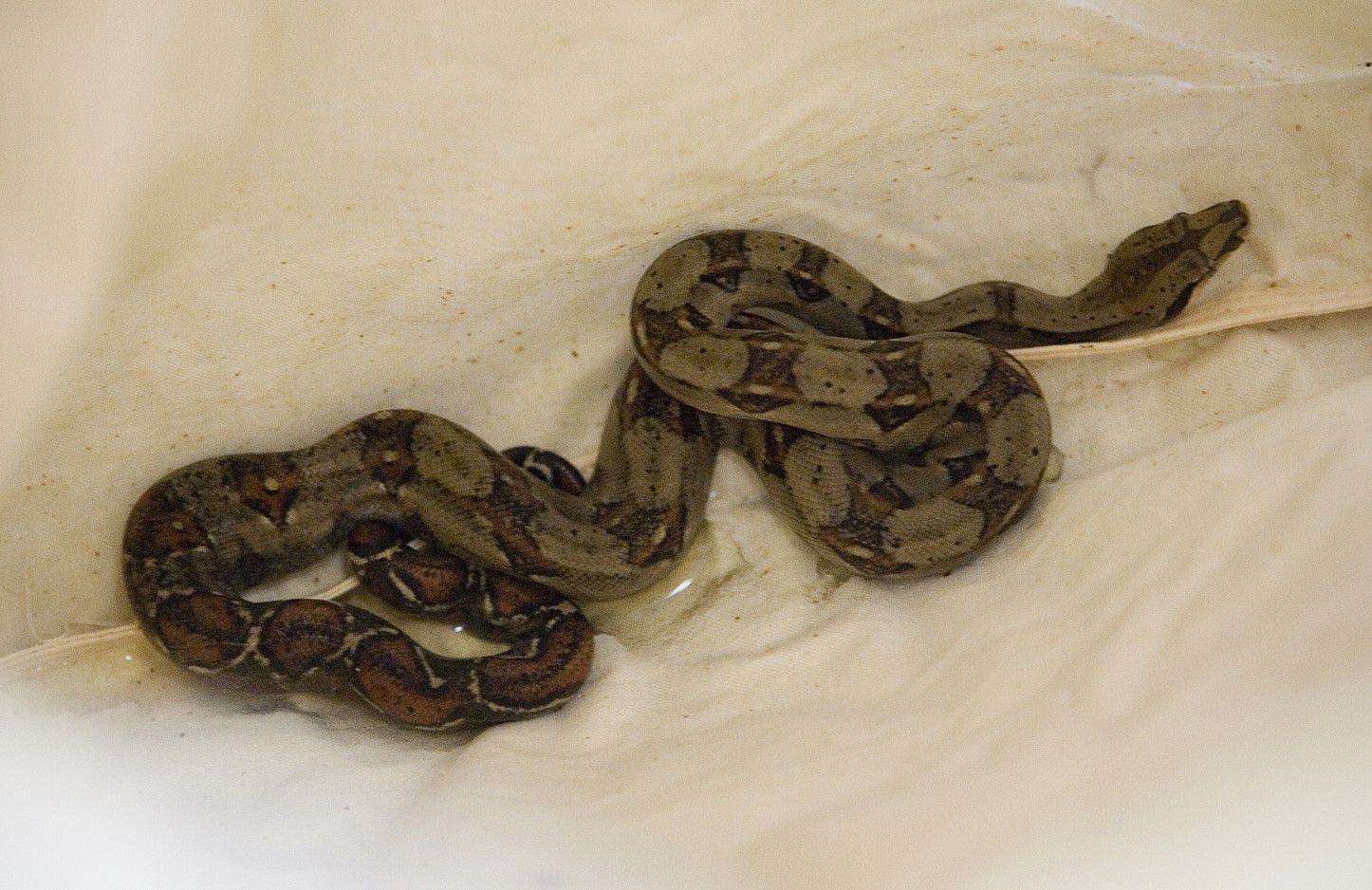 Australia: Thirsty snakes slither into toilets