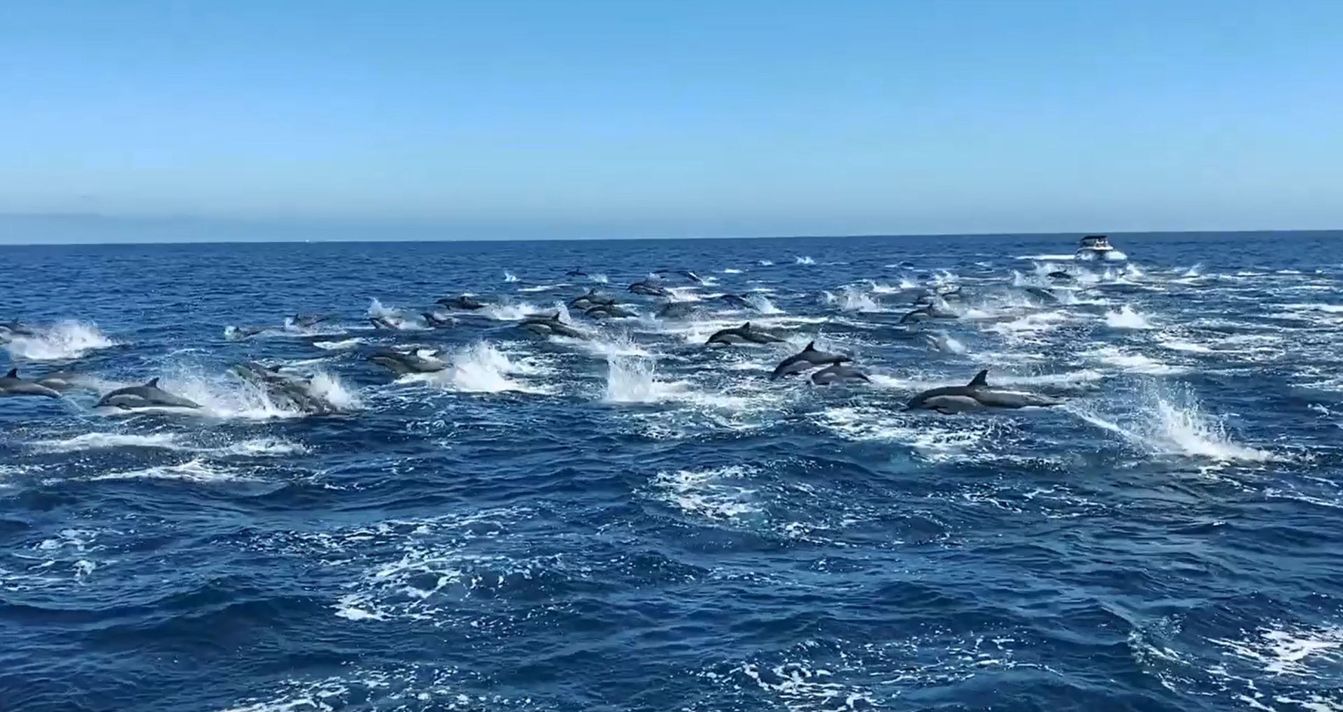 Learn about Super Pod of Common Dolphins in Laguna Beach