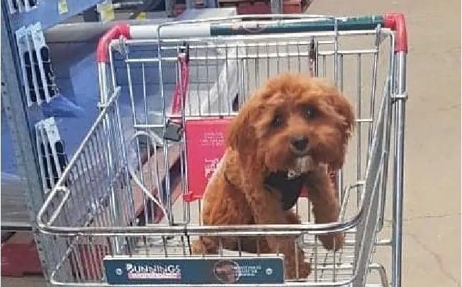 are dogs allowed in supermarkets nz