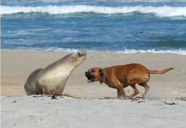 Are Sea Lions Like Dogs