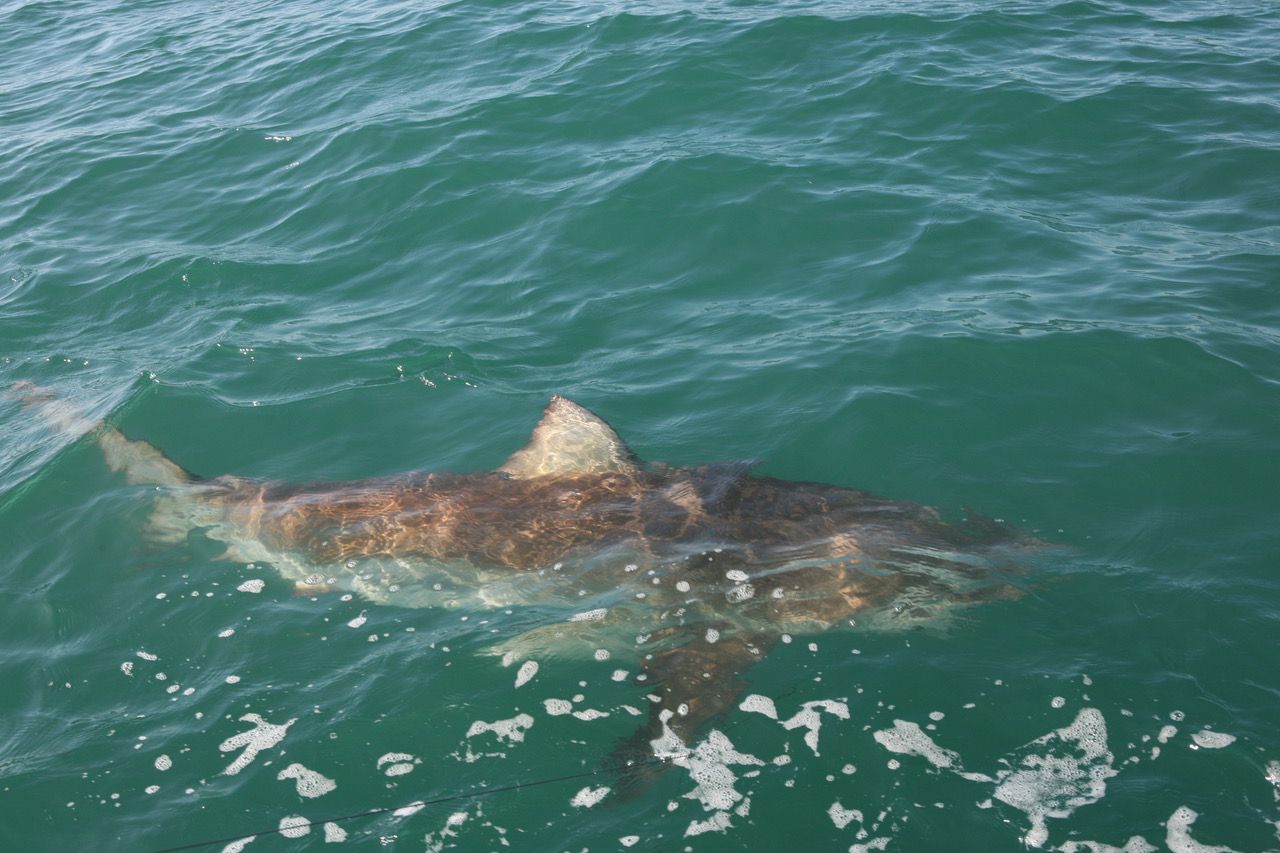 Aussie fishermen remove fishing hooks from shark's mouth - NZ Herald