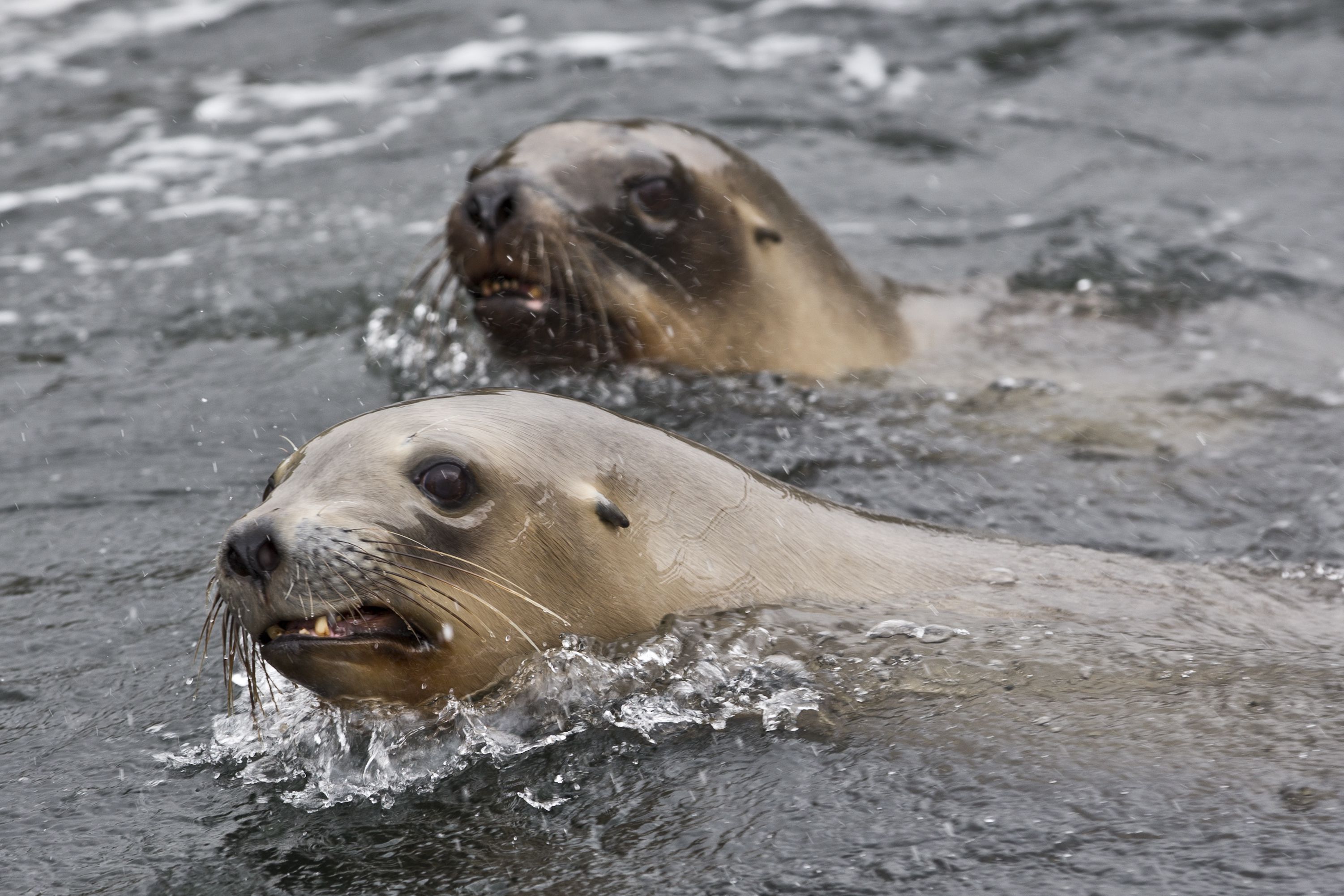 Sea lions prepare for 'Opening Day'