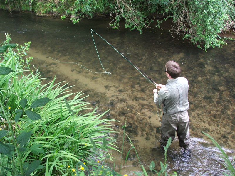 Golden trout' released into Rotorua lakes - NZ Herald