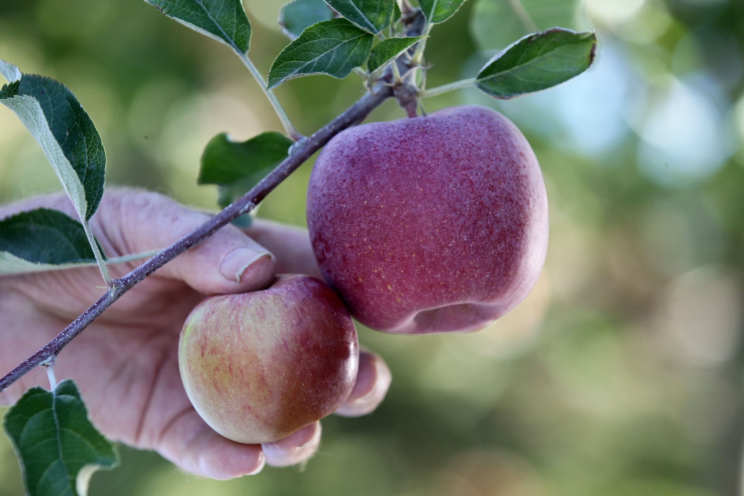 SweeTango Apples Arrive From New Zealand - Perishable News