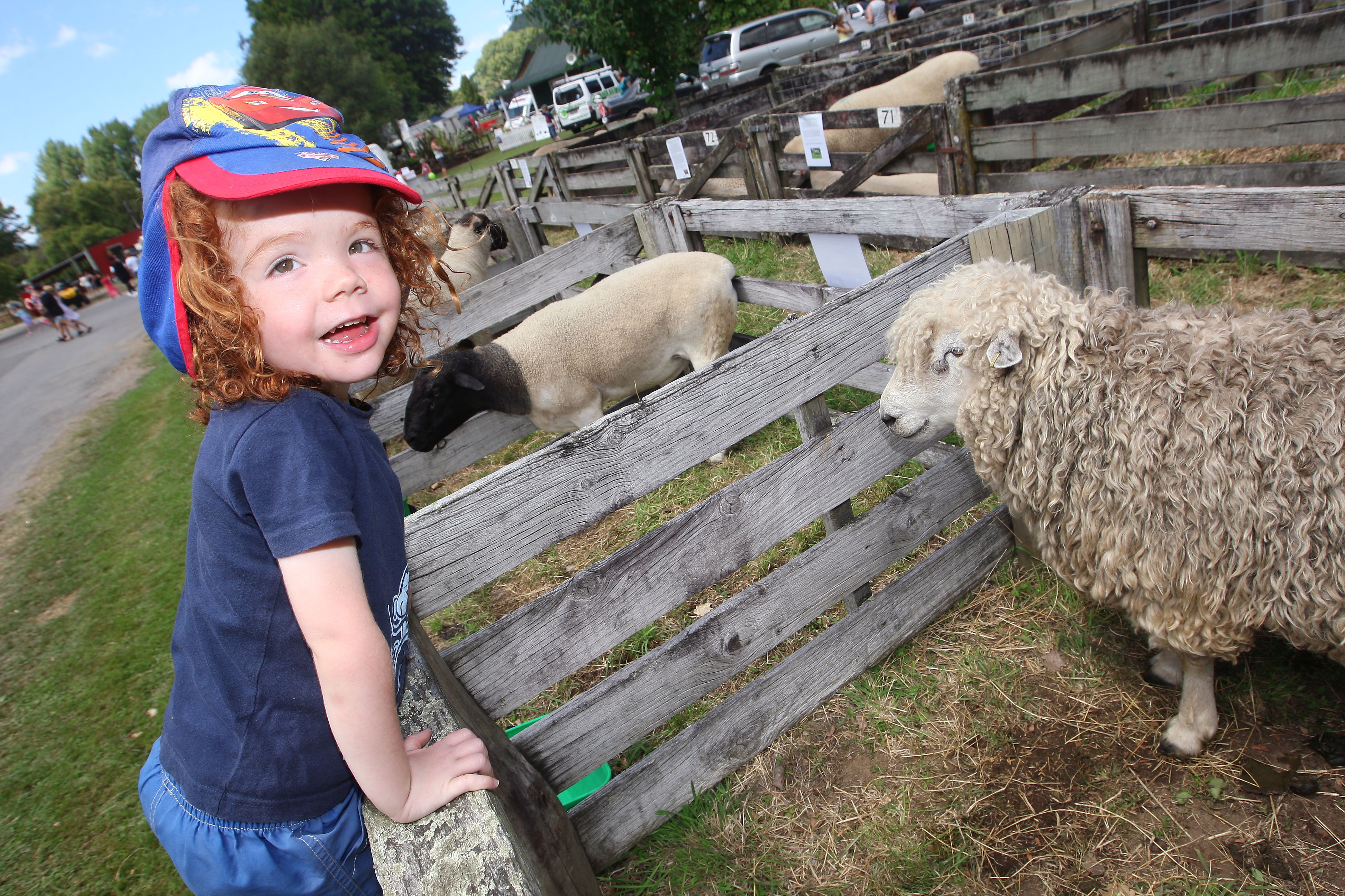 Rotorua A&P Lifestyle Expo results - NZ Herald