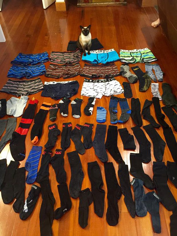 Cat burglar prefers to take underwear - NZ Herald