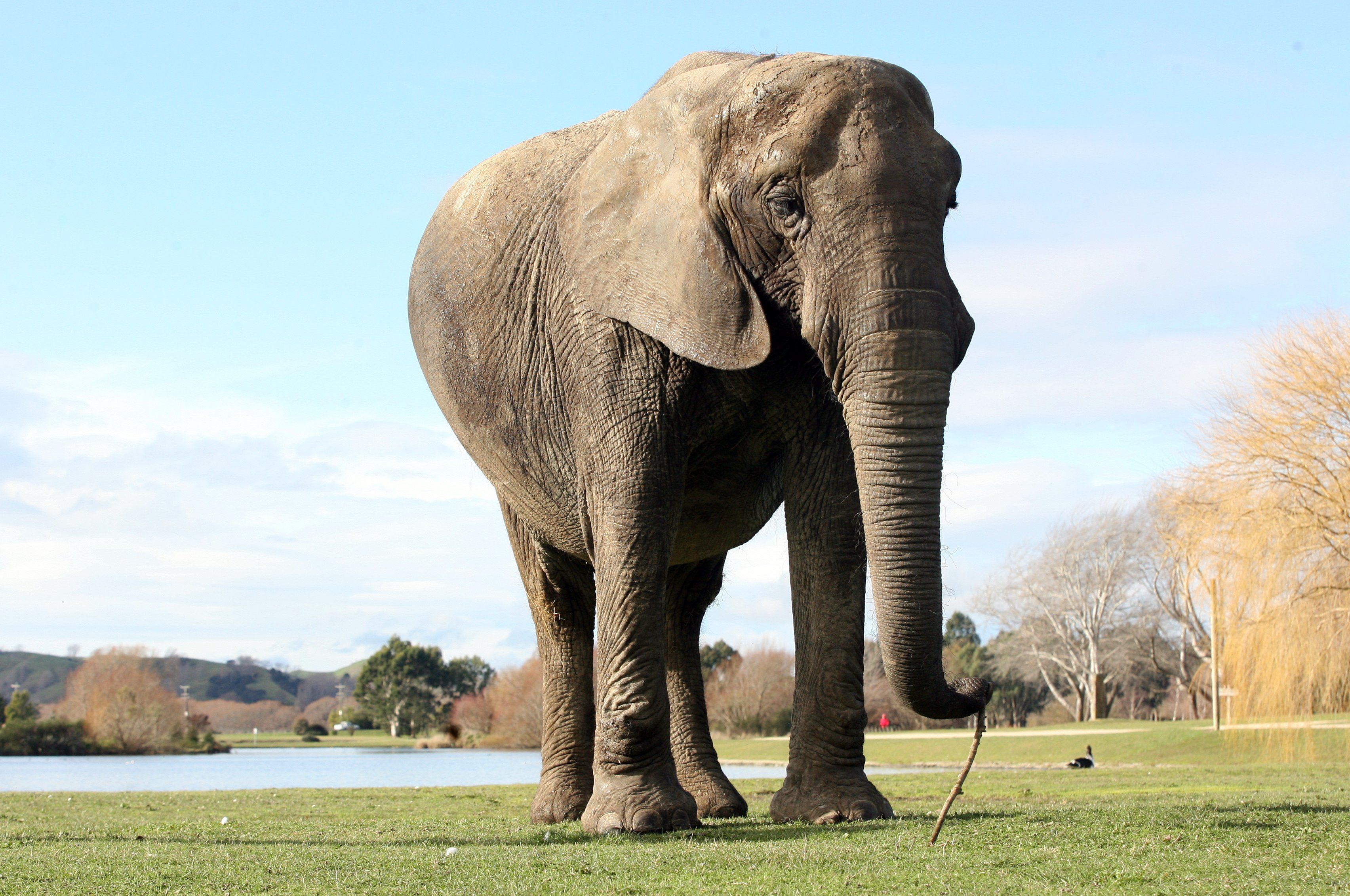 Beloved circus elephant Jumbo dies at San Diego Zoo - NZ Herald