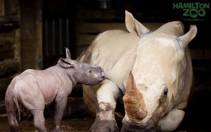 San Diego Zoo welcomes birth of adorable white rhino calf