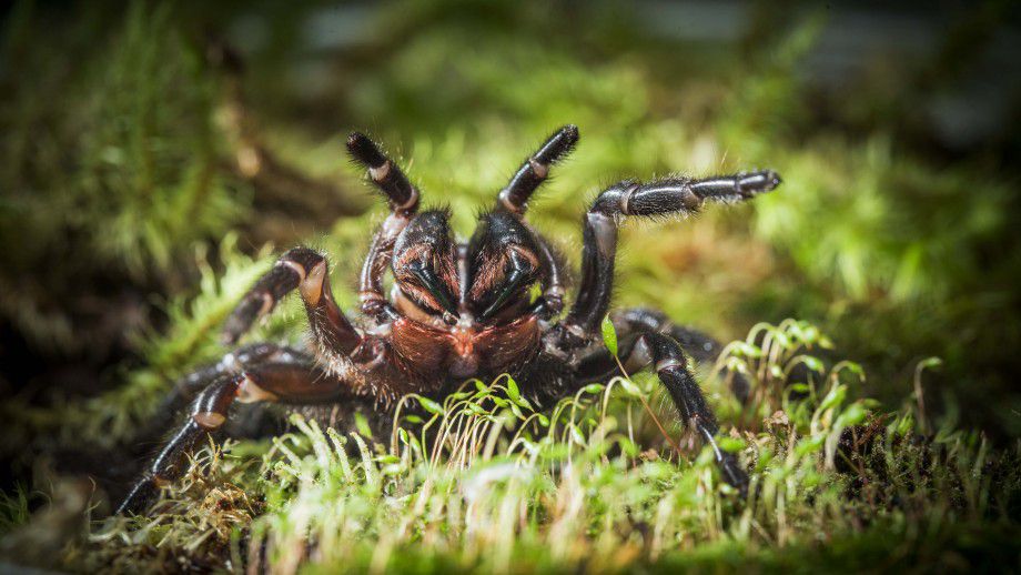 New species of wishbone spiders uncovered in field work