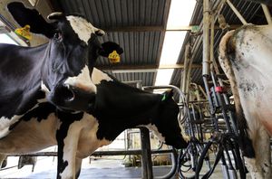 This 76-year-old Hamilton dairy farm is 'moo'-ving into the future