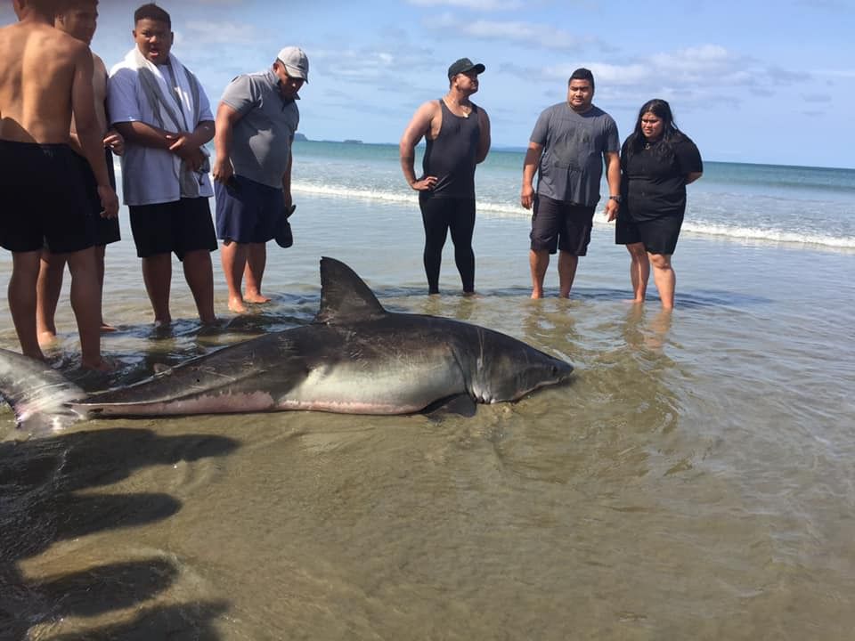 Giant white shark washes up in Westport