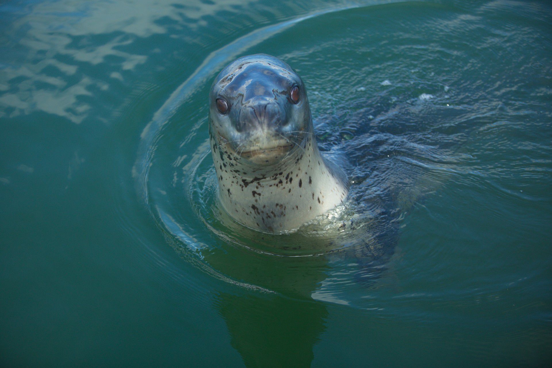 leopard seal attacks man