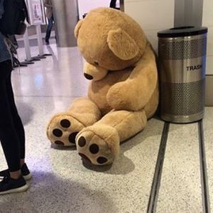 Giant teddy deals nz