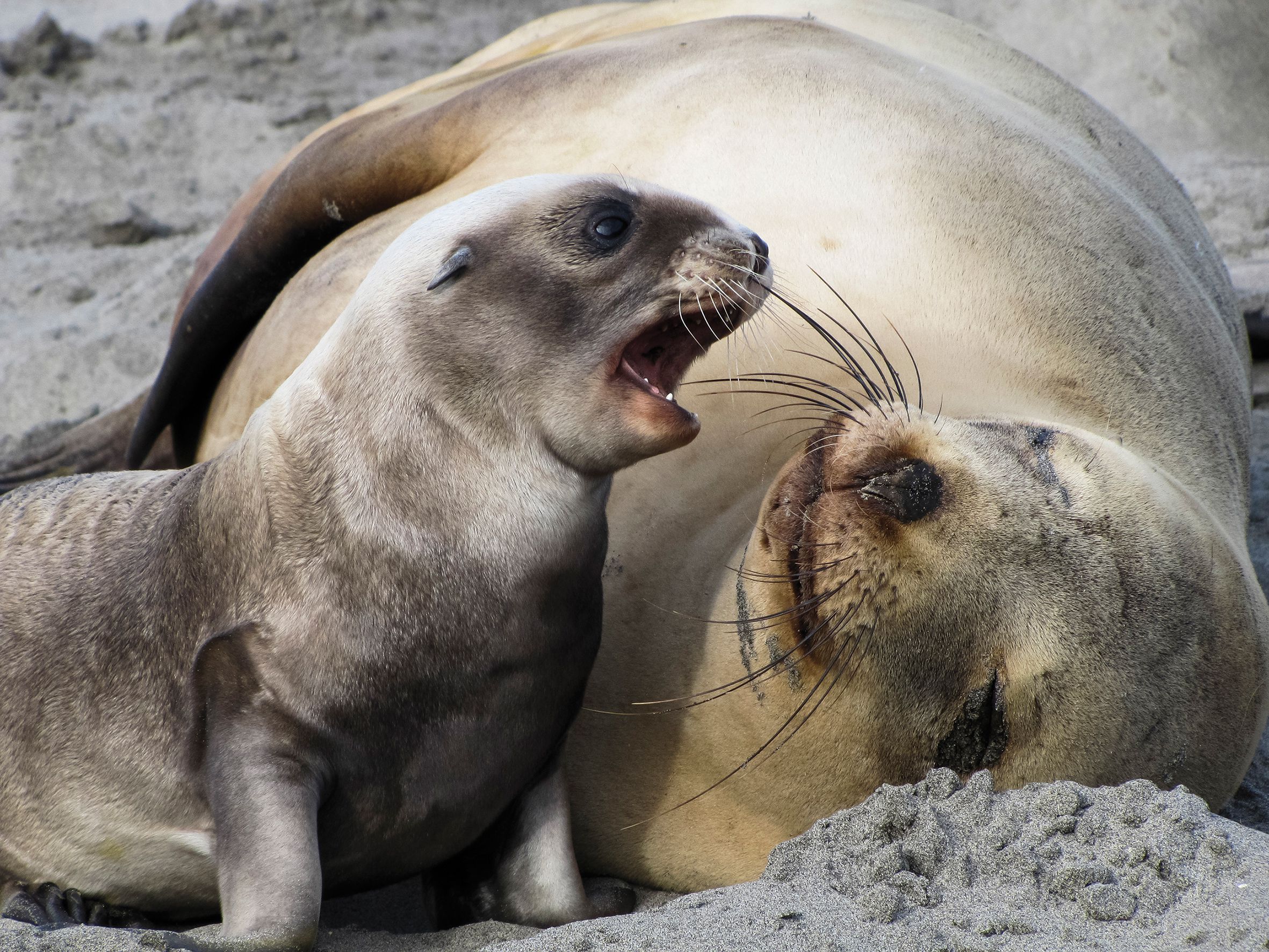 Sea lions prepare for 'Opening Day'