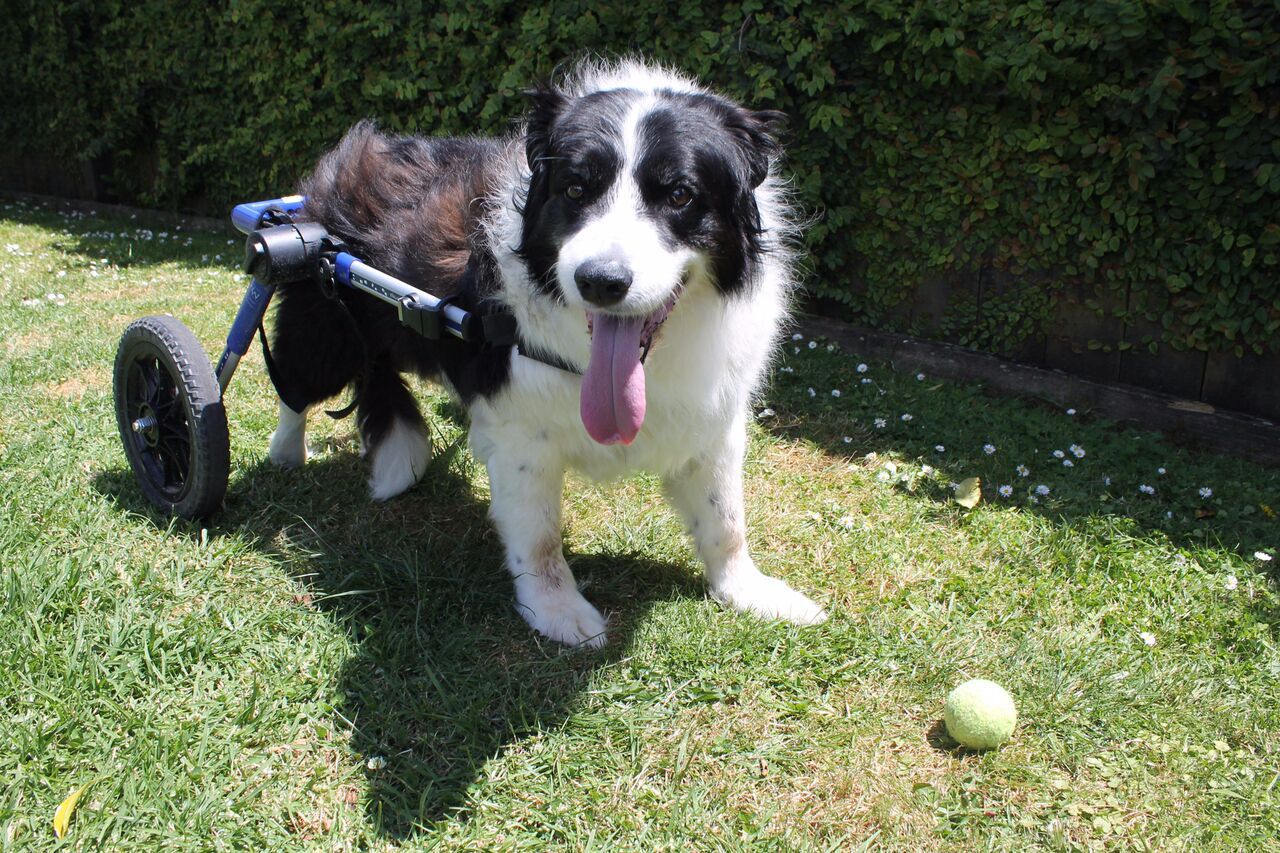The dog that needed roller skates to walk - NZ Herald