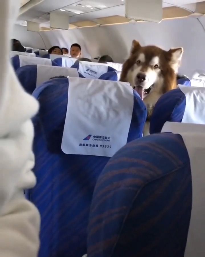 Can Therapy Dogs Fly On Planes