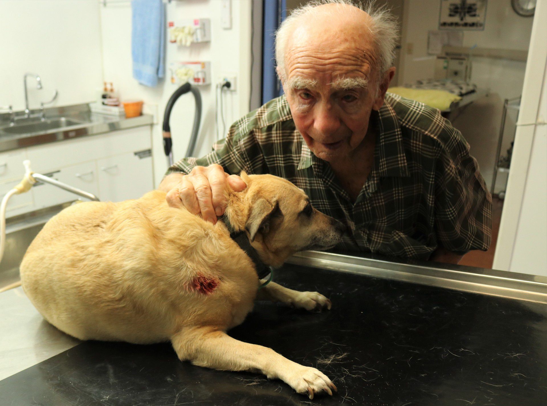 95-year-old Northland man Jim Morgan's pet has to be put down after attack  by six dogs - NZ Herald