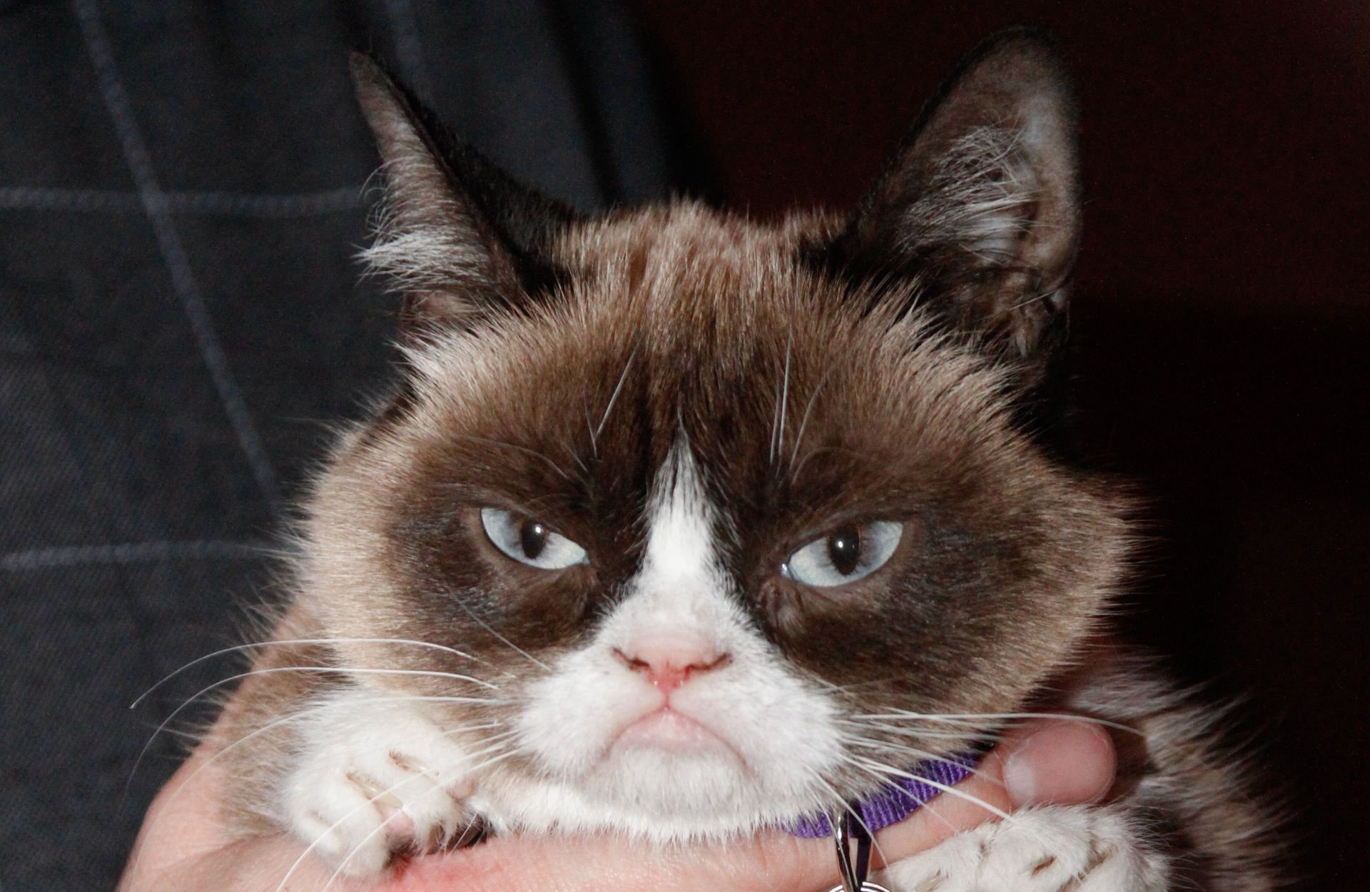 Grumpy Cat death: Beloved pet and internet meme sensation dies, The  Independent